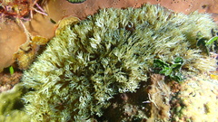 Lebrunia neglecta