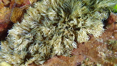 Lebrunia neglecta
