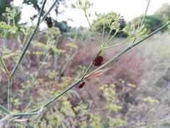 Graphosoma italicum