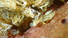 Lebrunia neglecta