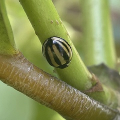 Cheilomenes propinqua