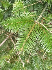 Abies nordmanniana