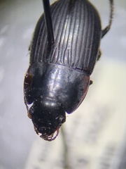 Anisodactylus