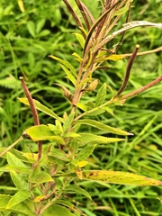 Epilobium parviflorum