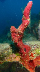 Amphimedon compressa