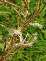 Epilobium parviflorum