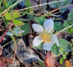 Fragaria virginiana