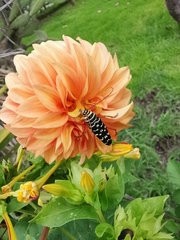 Placosternus erythropus