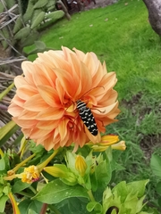 Placosternus erythropus