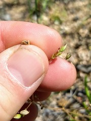 Phemeranthus confertiflorus