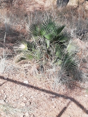 Chamaerops humilis
