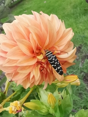 Placosternus erythropus