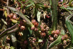 Ammannia robusta