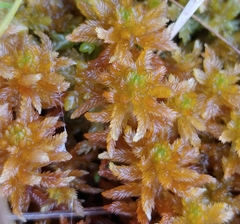 Sphagnum pulchrum