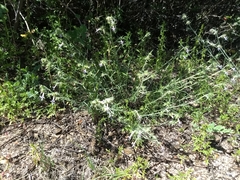 Ipomopsis multiflora