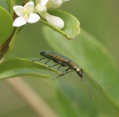 Chrysanthia viridissima