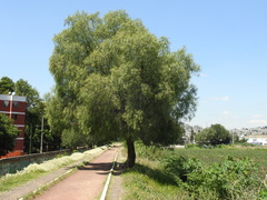 Schinus molle