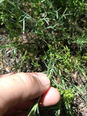 Ipomopsis multiflora