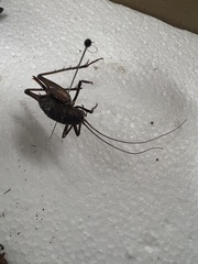 Allonemobius maculatus