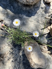 Erigeron modestus