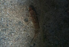 Gobius geniporus