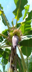 Musa × paradisiaca