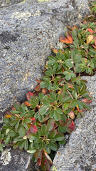 Sibbaldiopsis tridentata