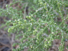 Thymelaea hirsuta