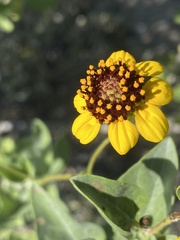 Encelia halimifolia
