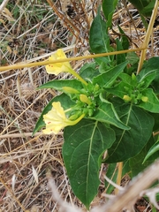 Mirabilis jalapa