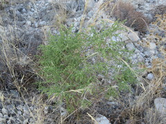 Thymelaea hirsuta