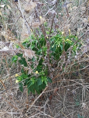 Mirabilis jalapa