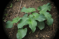 Arum cylindraceum