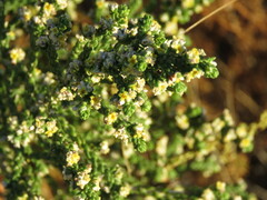 Thymelaea hirsuta