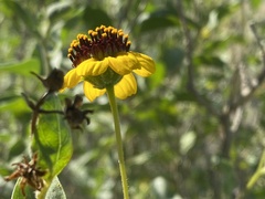 Encelia halimifolia