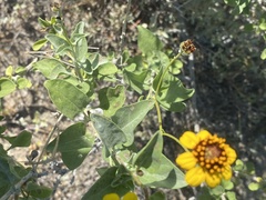 Encelia halimifolia
