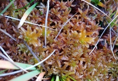 Sphagnum subnitens
