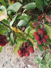 Arbutus unedo