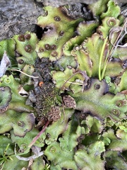 Marchantia polymorpha montivagans