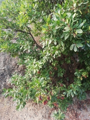 Arbutus unedo