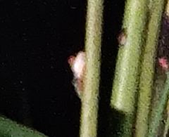 Agalychnis callidryas