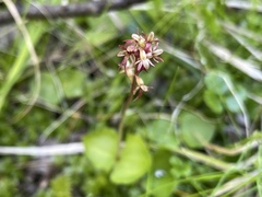 Neottia cordata