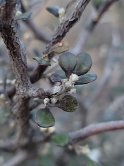 Corokia cotoneaster