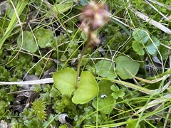 Neottia cordata