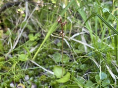 Neottia cordata