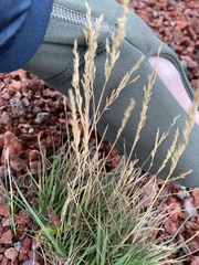 Agrostis stolonifera
