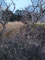 Corokia cotoneaster