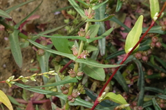 Ammannia robusta