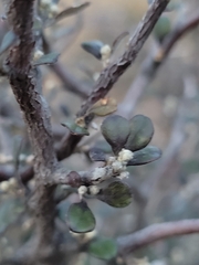 Corokia cotoneaster