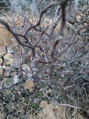 Corokia cotoneaster